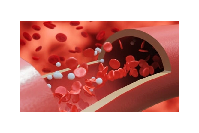 혈관 속 나노 플라스틱 이동 경로 일러스트 | 출처: the sciense times