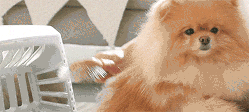 퍼캐쳐 (털 포집기, 펫 드라이)