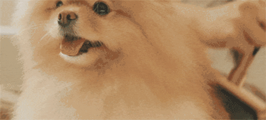 퍼캐쳐 (털 포집기, 펫 드라이)