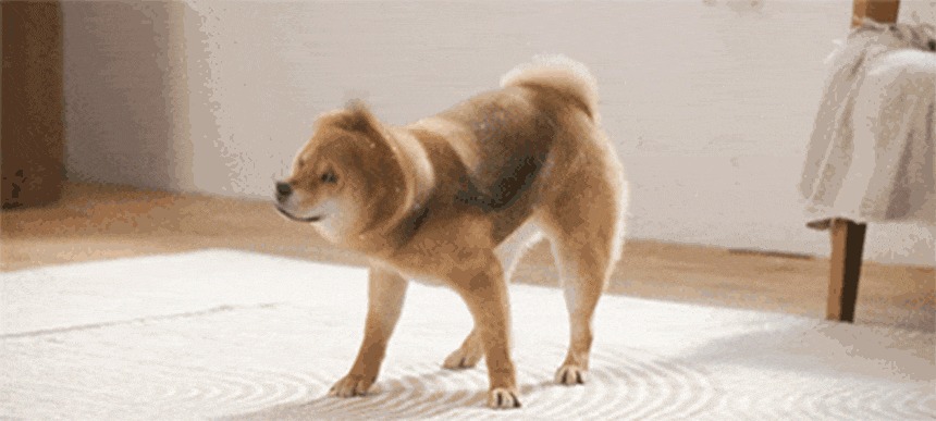 퍼캐쳐 (털 포집기, 펫 드라이)