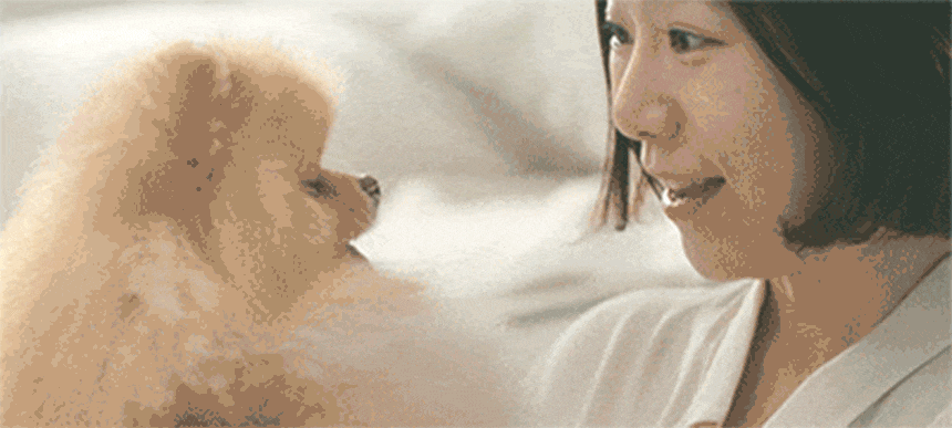 퍼캐쳐 (털 포집기, 펫 드라이)