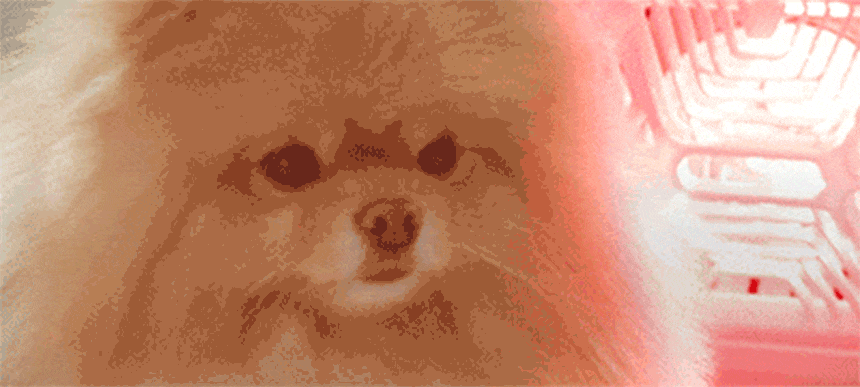 퍼캐쳐 (털 포집기, 펫 드라이)