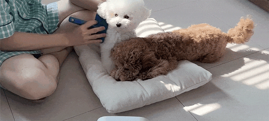 퍼캐쳐 (털 포집기, 펫 드라이)